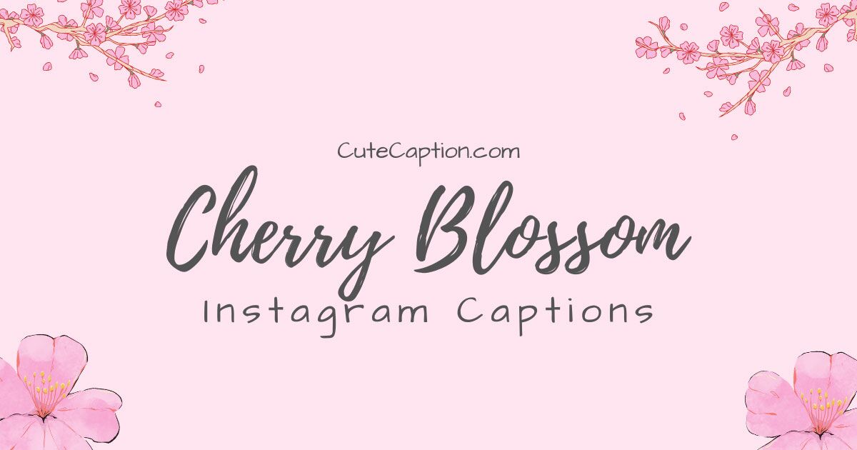 69+ Cherry Blossom Captions for Instagram Posts! - Cute Caption